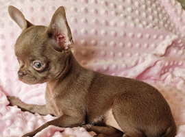 Tiny Stunningly Beautiful Solid Lilac Chihuahua Girl