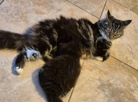 Kitten long haired tabby