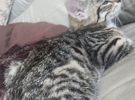 2 kittens