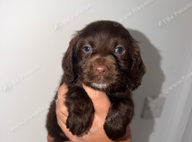 Last boy &pound;1000 girls &pound;1300 Beautiful Little of cockerspaniel puppies