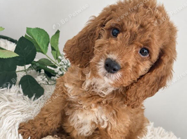 Beautiful Cockapoo puppies looking for loving homes! ️