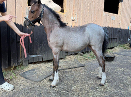 Unreg Welsh a filly
