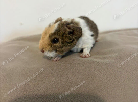 Teddy guinea pigs