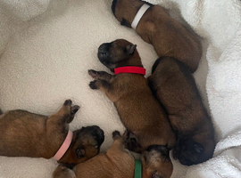 EXPECTED PUPPIES