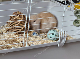 8 month old female lop