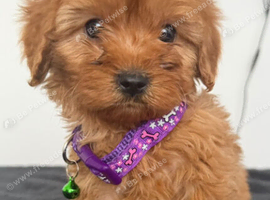 Adorable Cavapoo