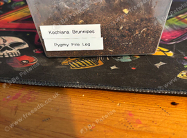 Kochiana Brunnipes