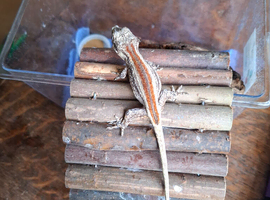 Grown on geckos