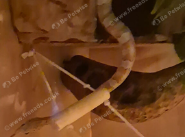 4 y/o corn snake