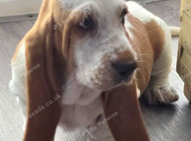 Basset hound puppies