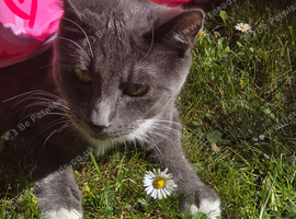 Romeo needs a new home