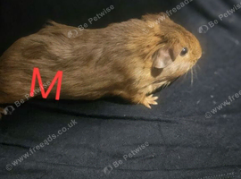 Baby gunea pigs ready NOW