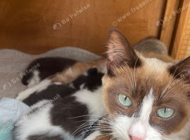 ragdoll cross kitten