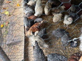 Chicks
