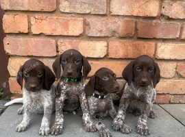 German shorthaired pointers