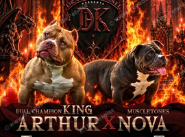 American Bully Pocket