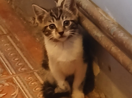 Kittens