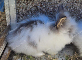 Lionhead baby rabbits looking for a Loving Home