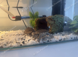 2 musk turtles