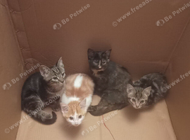 Farm kittens