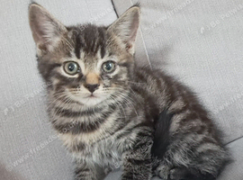 Last male tabby 11weeks old
