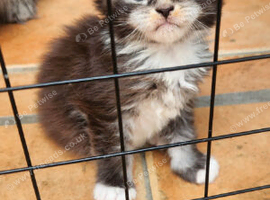 Stunning Xl Mainecoon cub
