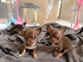 Tiny chihuahua puppies