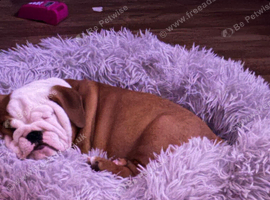 Bulldog