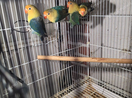 Lovebirds