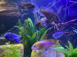 Nice bigger upgrade  tank needed