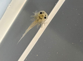 axolotl babies GFP gene