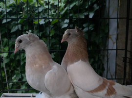 Turkish Pigeons for sale