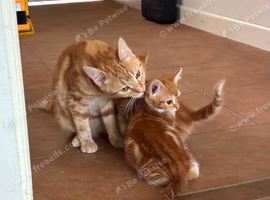 Kittens available