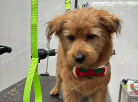 Yorkiepoo x Pomeranian