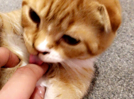 3month old ginger scottish fold ready for new home