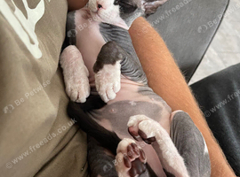 Cornish Rex & sphynx female
