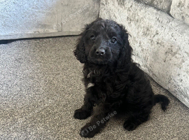 Adorable Cavapoo puppies just 1 black girl left !!