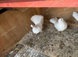 12 white droppers for sale couple of fantails