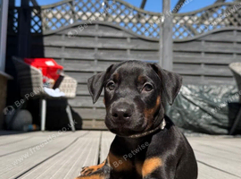 1 male doberman puppy