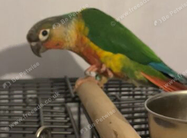 conure NEED GONE ASAP