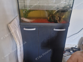 2 axolotl and tank