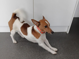 Jack Russell stud only breeding with Jack Russell's