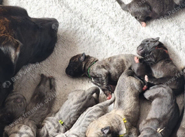Cane Corso X Mixed Mastiff