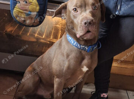 Lab/french