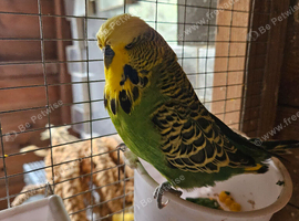 Budgies