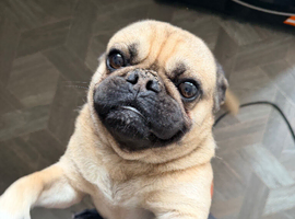 Beautiful frug needing a new home