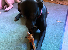 Female black Labrador cross