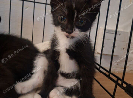 6 lovely kittens