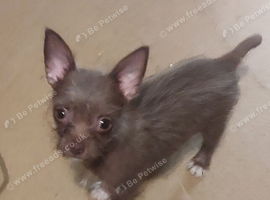 Beautiful chihuahua puppies