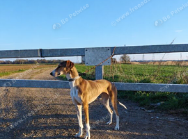 saluki whippet grayhound, looking for a pet home